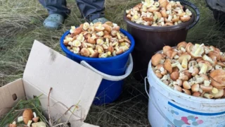 В Омске грибники начали массовый сбор маслят