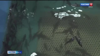 Омский водоканал выпустил в Иртыш почти 180 тысяч мальков сибирского осетра