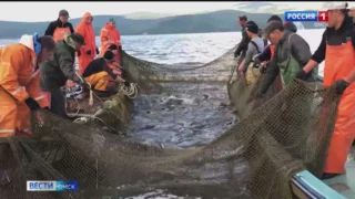 Рыбакам разрешили бесплатно ловить горбушу