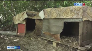 Новые подробности в деле о нападении бродячих собак в Кировском округе