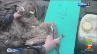 Двум жителям Большереченского района грозит пять лет колонии за вылов краснокнижной стерляди