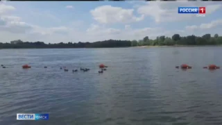 На Центральном пляже заметили семейство уток