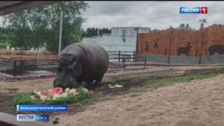В Большереченском зоопарке свой день рождения отмечает бегемот Кёниг