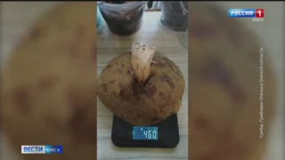 Омичи делятся небывалым урожаем белых грибов