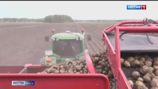В Омской области продолжается уборка ранних сортов овощей и картофеля