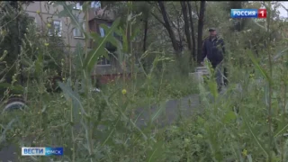 В Омске новый сквер в Чкаловском зарос бурьяном