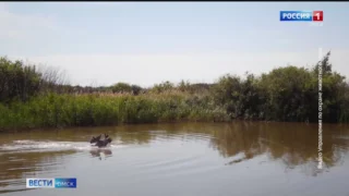 В 2025 году в Омской области произошло больше трех десятков ДТП с участием животных