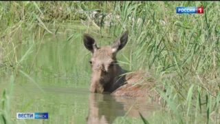В Омске под колеса автомобилей на трассах начали бросаться лоси и косули