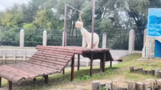 В Большереченском зоопарке для белой медведицы Думки построили деревянную платформу