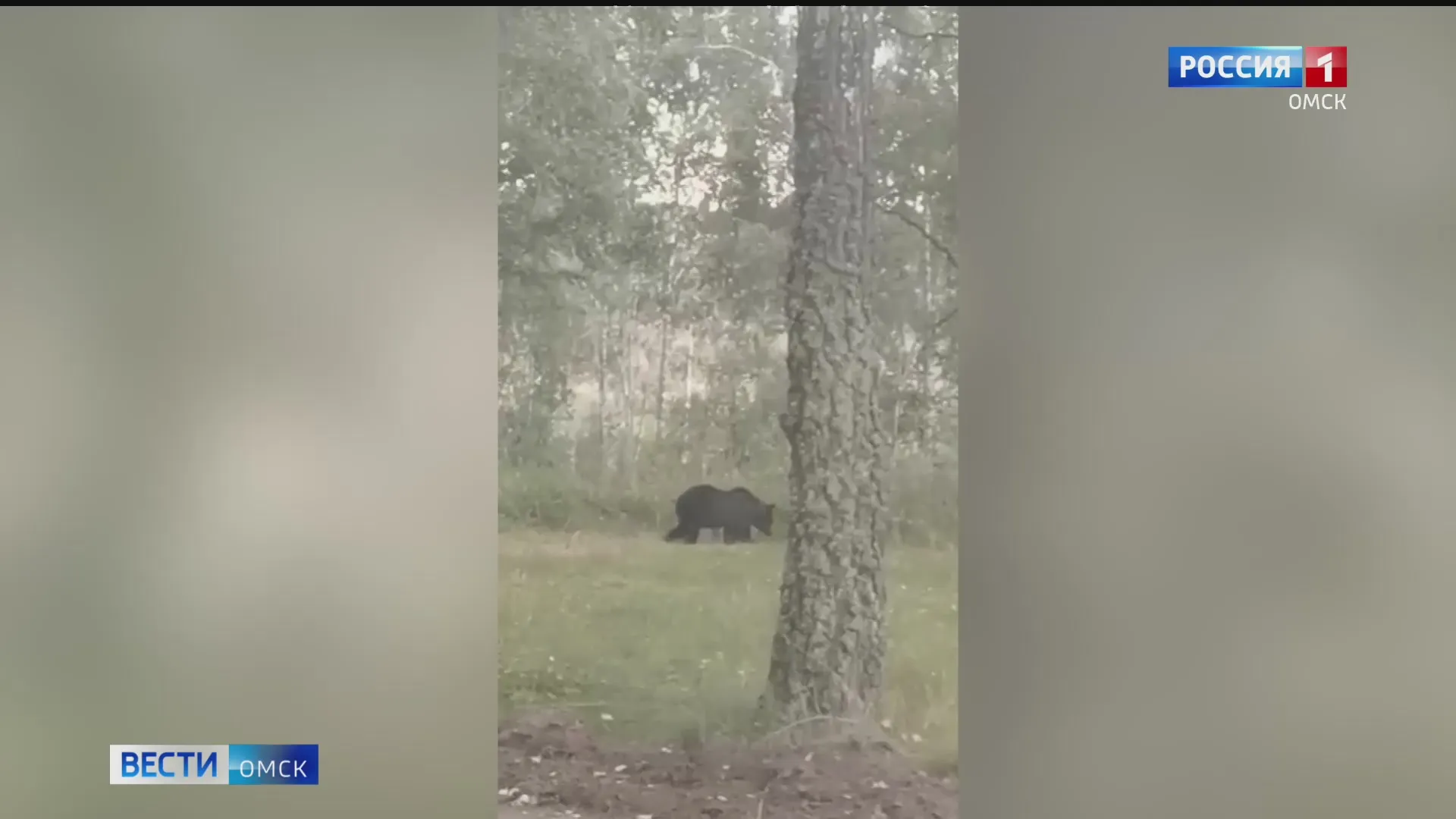 Отдыхающие в Муромцевском районе поймали в объектив камеры мобильного телефона незваного гостя