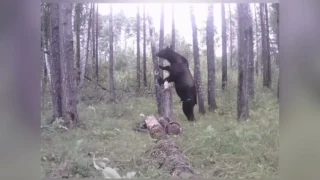 В Омской области фотоловушка поймала медведя-хулигана