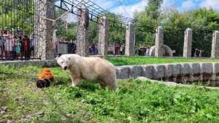 В Большереченском зоопарке рассказали о рационе белой медведицы Думки