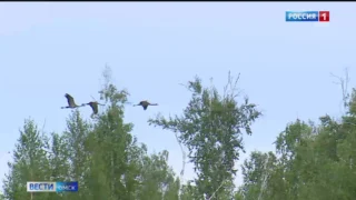 В Омской области начался период учёта журавлей