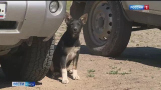 Председатель СК России Александр Бастрыкин потребовал повторный доклад по делу о ненадлежащем отлове собак