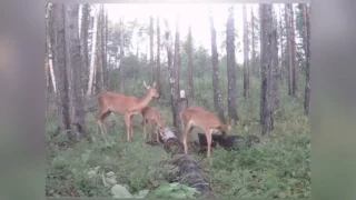 Фотоловушка в Омской области засняла настоящий парад лесных жителей