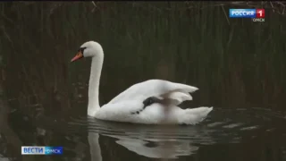 Омичей просят не кормить птиц осенью
