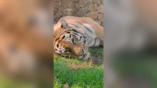 В Большереченском зоопарке показали осеннюю тигрицу