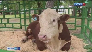 В Омской области на территорию региона не пропустили 20 тонн кормов