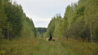 В Омской области инспектор запечатлел редкие кадры бурых медведей