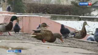 Первый снег в Омской области может выпасть уже 3 октября