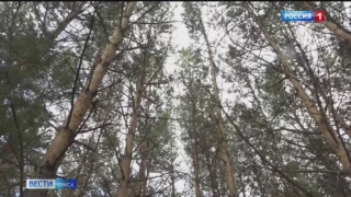 В Омской области создаются новые лесохозяйственные структуры