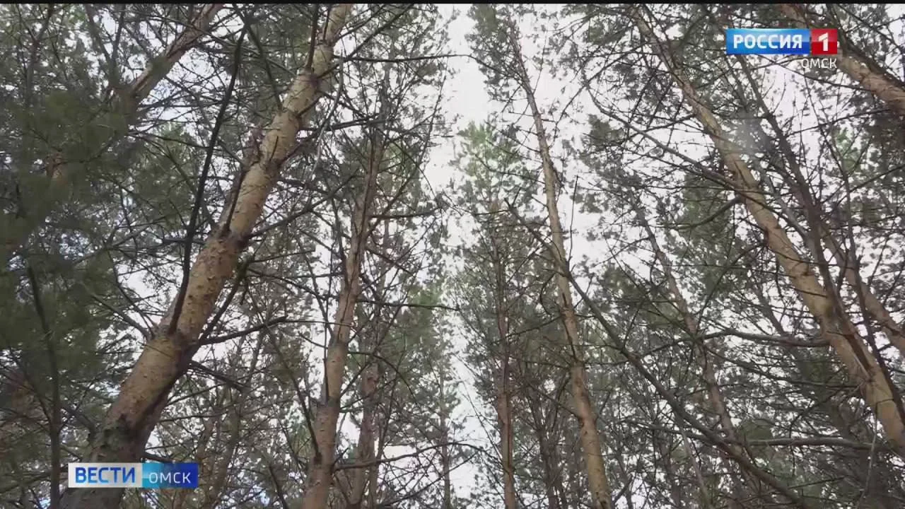 В Омской области создаются новые лесохозяйственные структуры