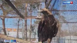 Омские экопроекты стали финалистами конкурса Президентского фонда природы