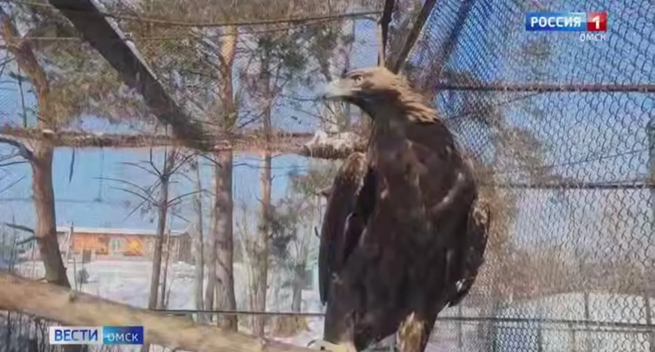 Омские экопроекты стали финалистами конкурса Президентского фонда природы