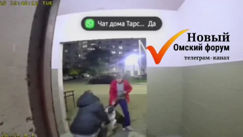 Прокуратура Омска требует 300 тысяч рублей с владельца собаки, укусившей ребенка