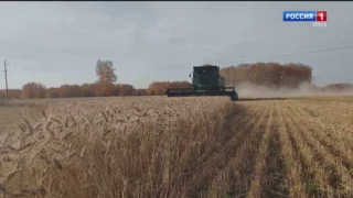 Пшеница из Омской области впервые в этом году пошла на экспорт в Западную Африку