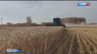 В Омской области завершается уборочная кампания