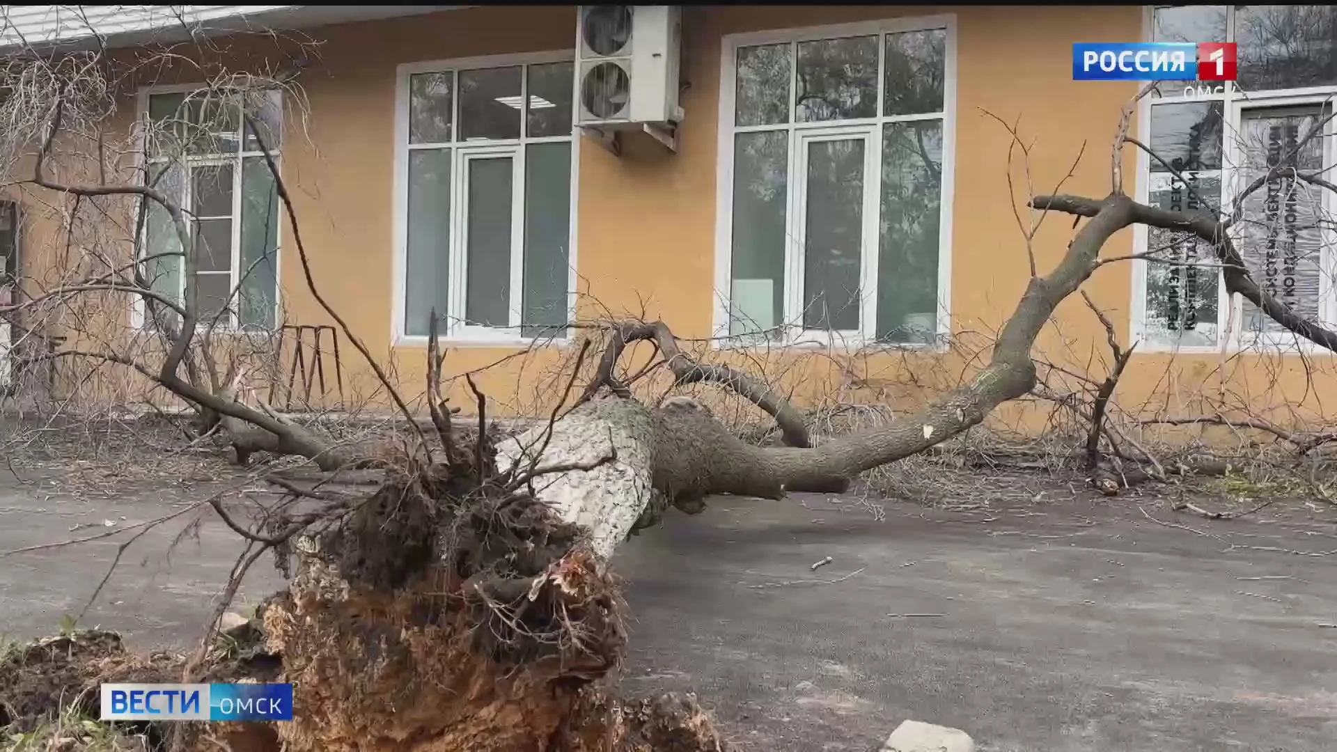В Омске ремонт тротуара в районе Старозагородной рощи закончился падением дерева