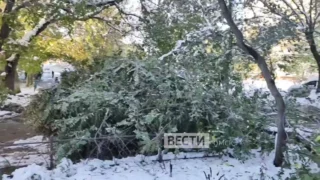 В Омске снегопад стал причиной падения деревьев