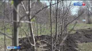 В Омске продолжается осенняя высадка деревьев и кустарников