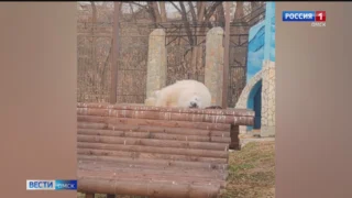 Большереченский зоопарк поделился милым видео с медведицей Думкой в главной роли