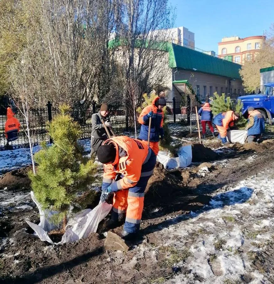 В Омске в Центральном округе продолжается высадка деревьев и кустарников