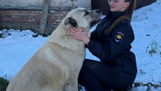 В Омской области односельчане украли у местной жительницы щенка алабая