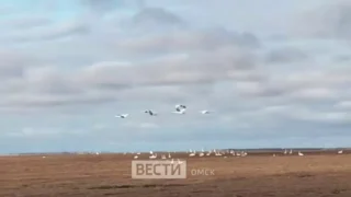 В Омской области на одно поле слетелись сотни лебедей