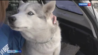 Омский таксист превратил свой автомобиль в импровизированный кабинет канистерапии