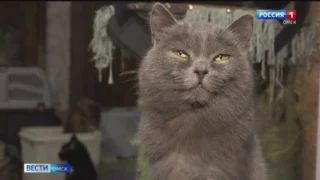 В одном из микрорайонов Омска выросло количество бродячих кошек
