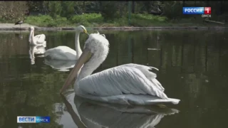 Мама героя СВО из Москаленского района спасла пеликана