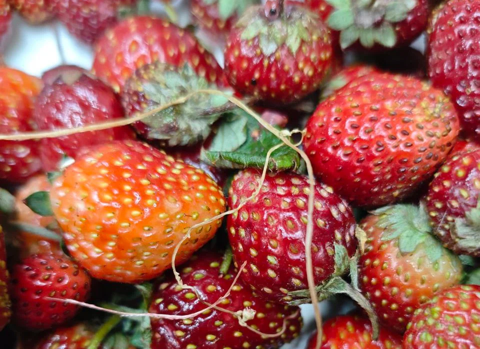 В Омской области предотвратили ввоз заражённой клубники