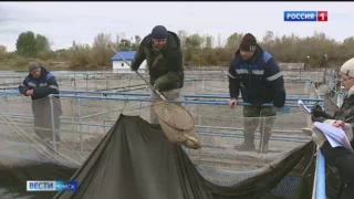 В Омске на заводе по разведению ценных пород рыб пересчитывали поголовье