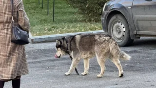 В Омске возле Концертного зала потерялась собака
