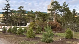В Омске продолжаются осенние посадки деревьев