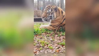 В Омской области в Большереченском зоопарке показали, как отметили Всемирный день защиты животных