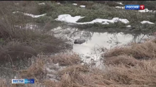 Улицы села Дружино Омского района утопают в нечистотах