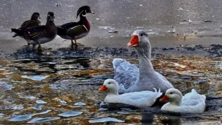 В парках Омска принимают особые меры, чтобы обеспечить безопасность птиц в холодную погоду
