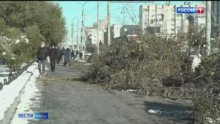 В центре Омска на проспекте Карла Маркса почти три десятка деревьев пошли под снос