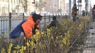 В Омске на проспекте Карла Маркса высадили около 3 500 кустов кизильника
